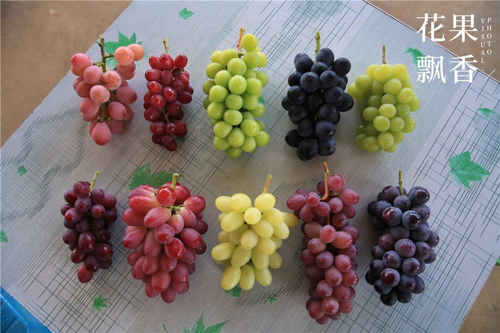现在最好的葡萄新品种,最全的葡萄新品种解析