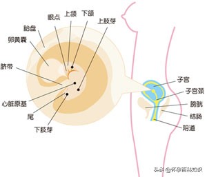 怀孕第6周要做什么检查吗,怀孕第六周产检