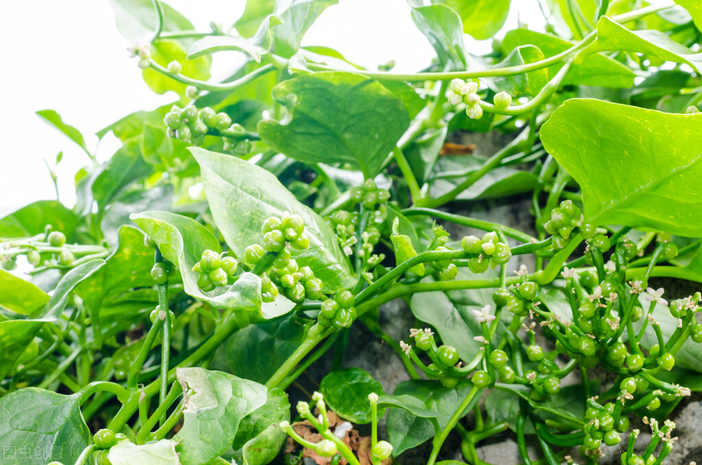 园林人需要知道的85个花卉知识,园林花卉的种类及图片