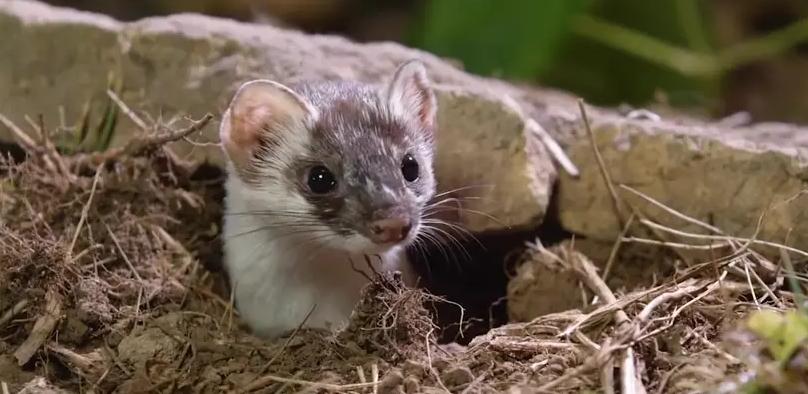 为什么黄鼠狼老一辈说不能杀,为什么老一辈的都说黄鼠狼不能杀