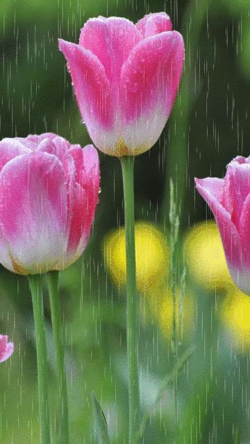 水中花郁可唯简谱动态谱,动态水中花歌词壁纸