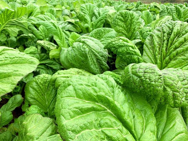 看直播 献爱心买牛肉+青菜 今日下午2点，不见不散！