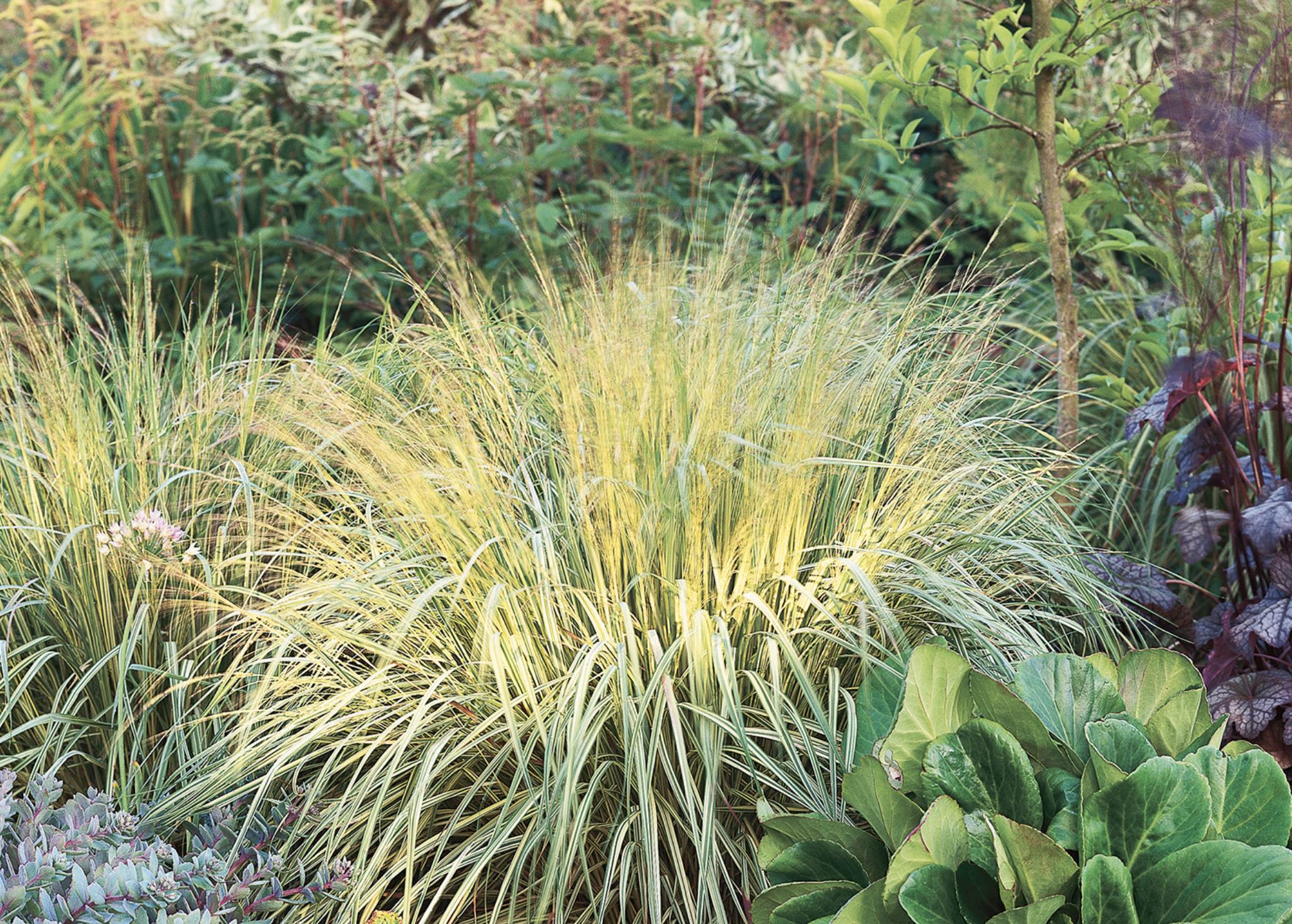 既能净化空气又美观的植物,10种好看的花卉