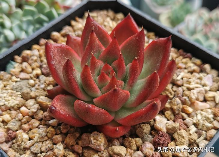 刚上盆的多肉还没服盆怎么浇水,多肉上盆后叶片不发芽