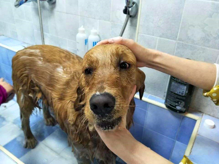 怎么在家洗狗能把狗洗干净,正确的洗狗步骤