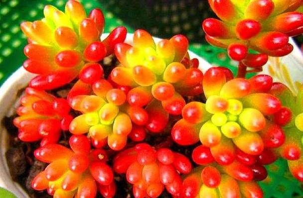 多肉红彤彤,彩色多肉褪色了怎么回事