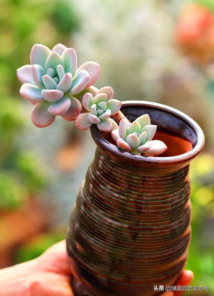 为什么我的肉肉总是徒长,肉肉越来越瘦是怎么回事