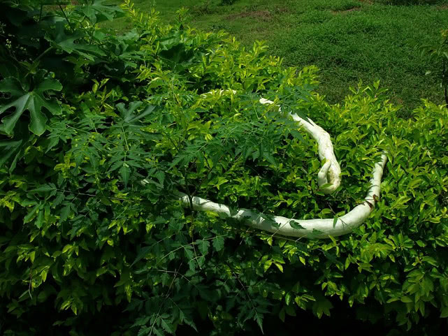 极为罕见的印度菜 (史上最罕见的印度菜)