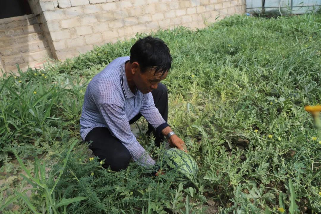 「走进乡村看小康」瓜州县河东镇:无籽西瓜“甜”心窝