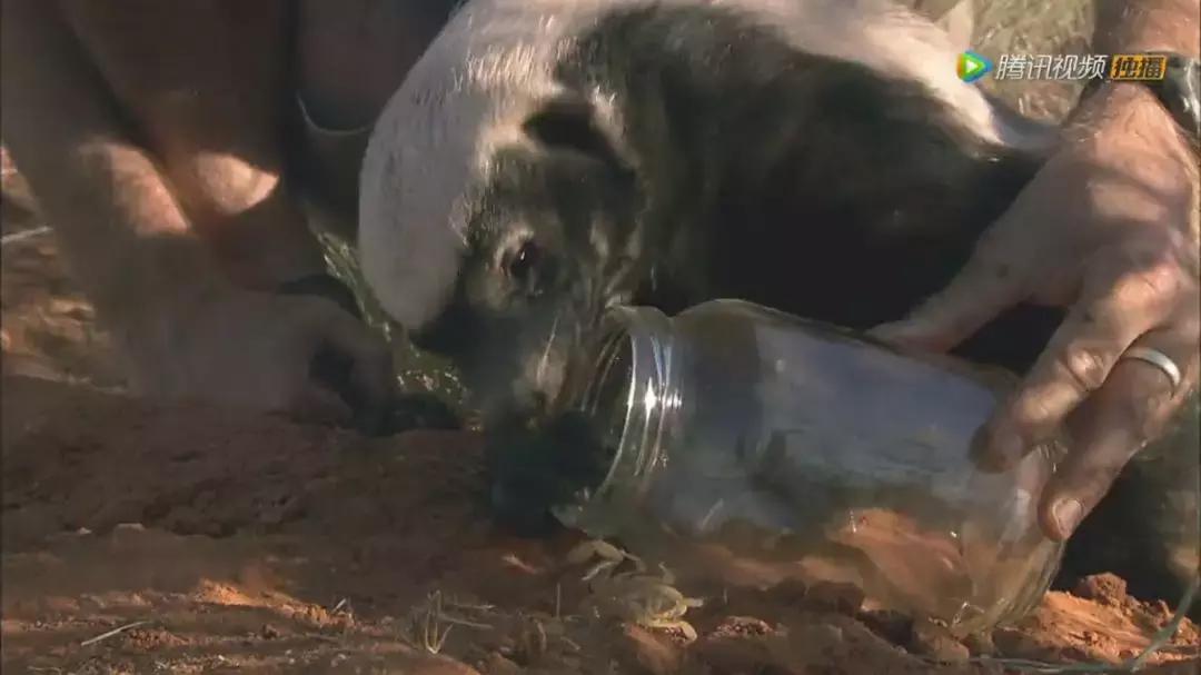 跟狮子抢肉，怼非洲鬣狗，看硬核“平头姐”成长史！