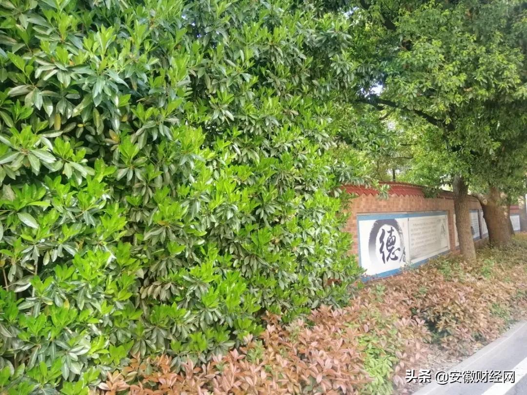 花都开好了现场完整版,花都开好了合唱合拍