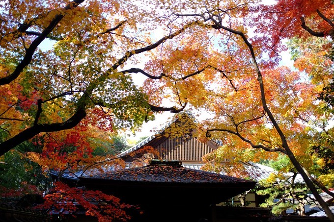 京都赏枫2022,京都赏枫必去景点有哪些好玩的