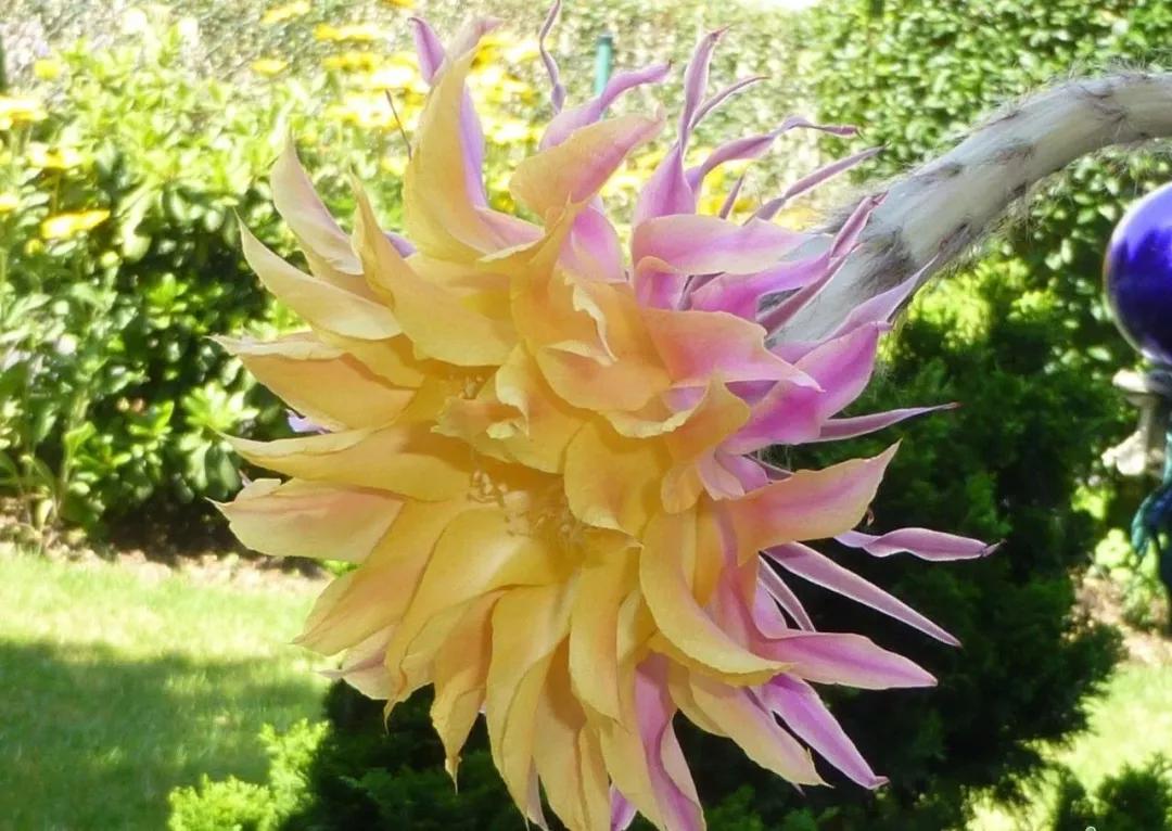 100种仙人球花图片,100种仙人球的品种视频