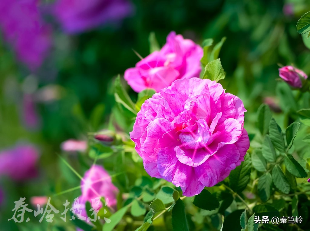 五月玫瑰花期,五月玫瑰盛开时