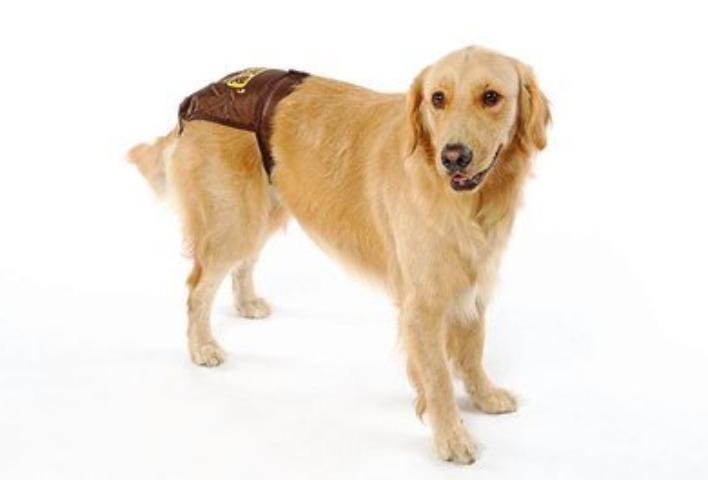 犬吃什么药发情快,让公犬发情用什么药好