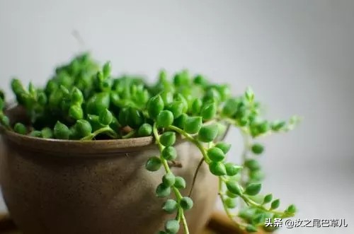 多肉佛珠可以放卧室吗,多肉佛珠可以放在鱼缸里吗