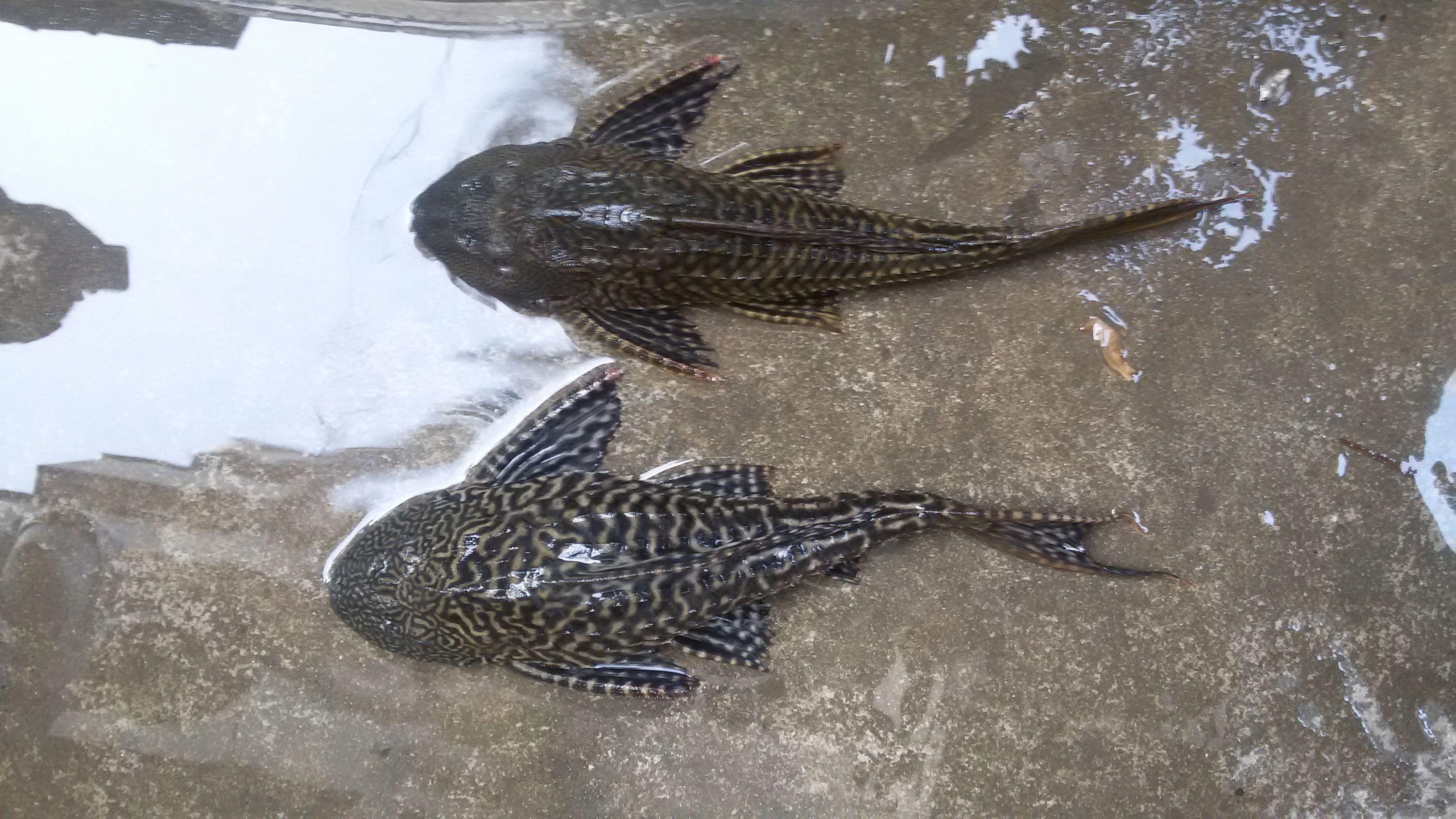 清道夫鱼可以清理鱼缸吗,清道夫鱼能清理鱼缸的垃圾吗