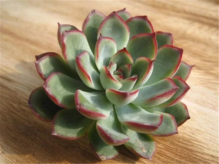 100种常见多肉的养法图片大全,60种好度夏的多肉植物