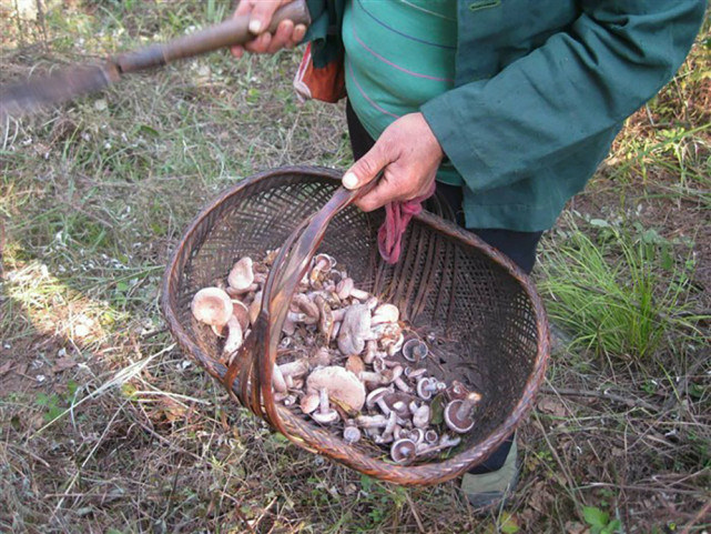 雨后山里长满了蘑菇,雨后野生菌疯长