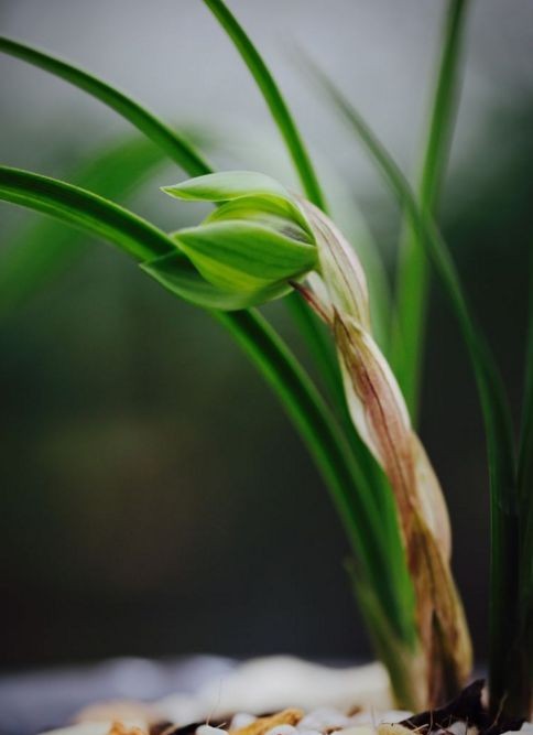 每日一品～中国兰花～春兰茗品～美芬荷