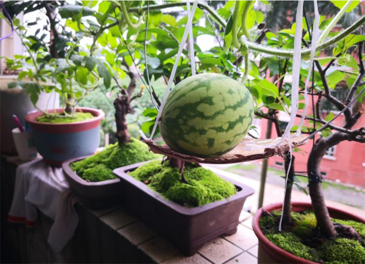 西瓜籽直接种土里会发芽吗,西瓜籽直接种土里面会生吗