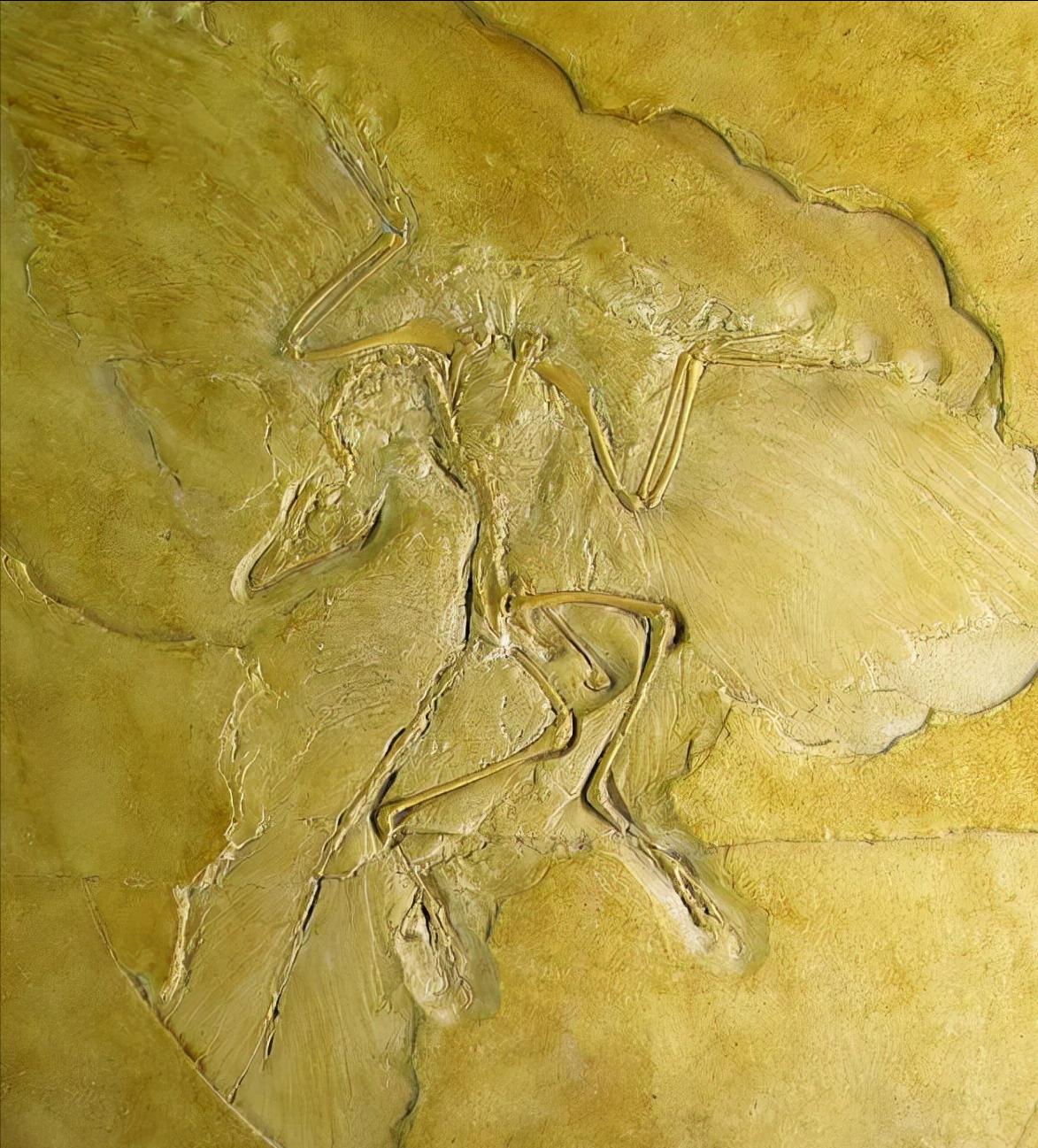 如果把地球46亿年历史压缩成1天，会发生哪些大事件？