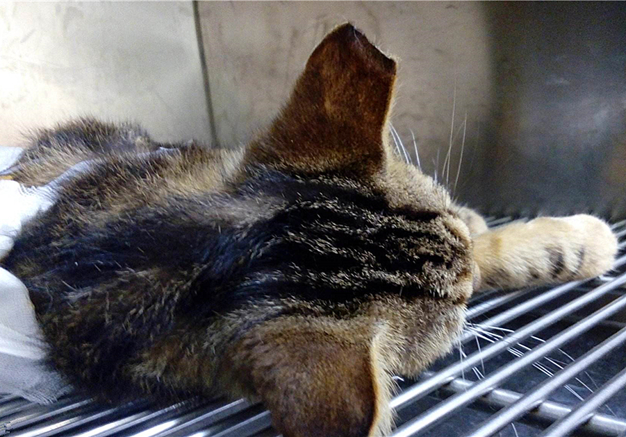 辟谣，剪流浪猫耳朵的都是坏人？需知这也是一种保护方式