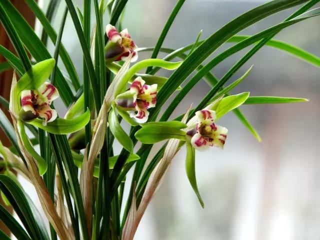 花中四君子为何是梅兰竹菊,花中四君子梅兰竹菊的顺序