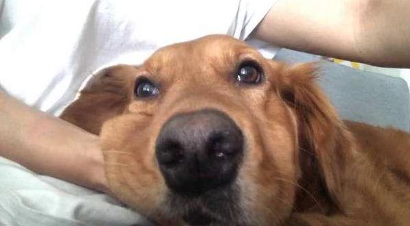 金毛幼犬眼睛总是有眼屎是怎么了,金毛眼屎多还吐了怎么回事