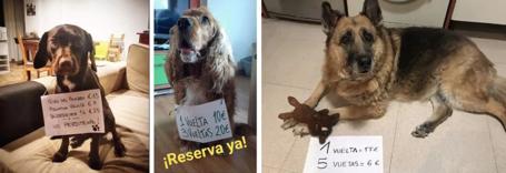 这些软硬不吃扮成狗也要出门浪的人，终于开始“StayHome”了