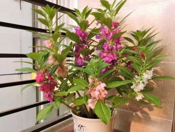 凤仙花怎么养用剪枝吗,凤仙花怎么养才更容易开花