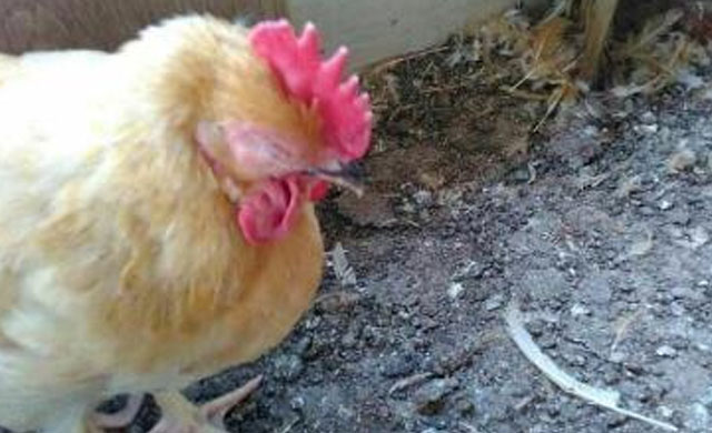 鸡肿头肿脸治疗方法,鸡肿头肿脸用什么药能治疗