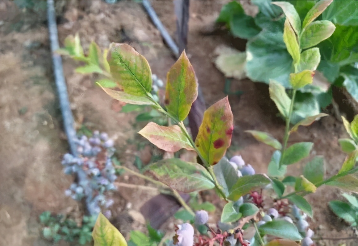 蓝莓叶黄化怎么治,蓝莓黄化发红怎么办