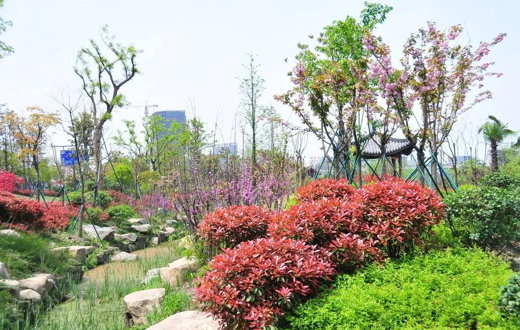 值得推荐的苗木,最值钱的苗木排行榜