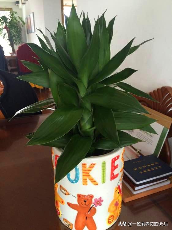 红观音竹盆景的养殖方法,观音竹的养殖窍门是什么