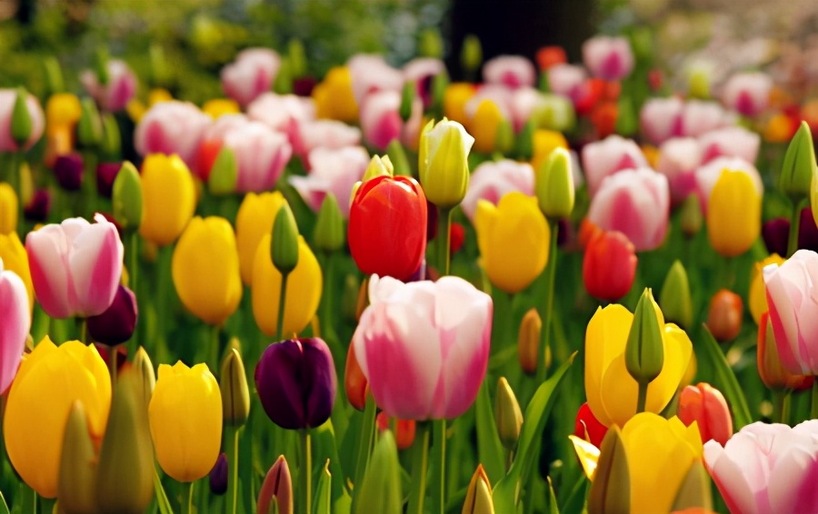 五家渠郁金香节旅游,五家渠郁金香节五一门票价是多少