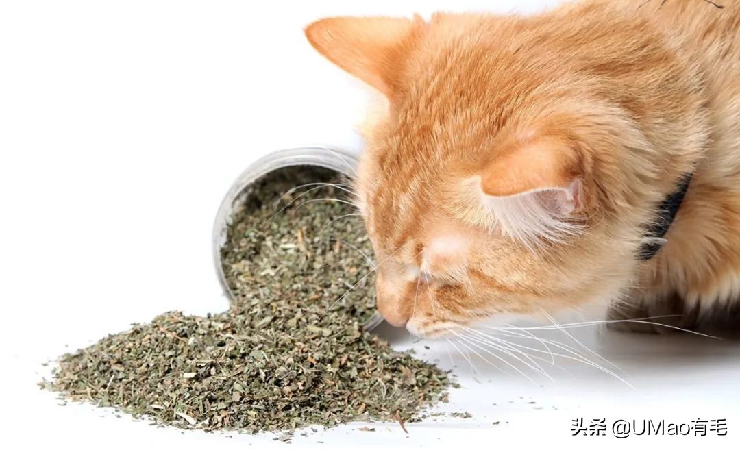 为什么养猫和想象中的不一样,为什么养猫比对自己的父母还好呢