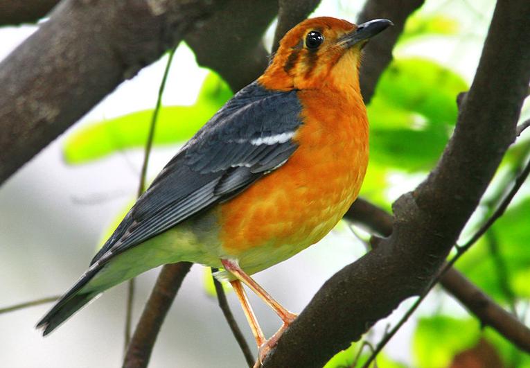 东江揽胜,惠州淡水常见鸟类图谱