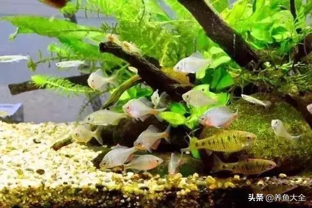 养鱼大神都养什么鱼,鱼缸养鱼都有哪些鱼