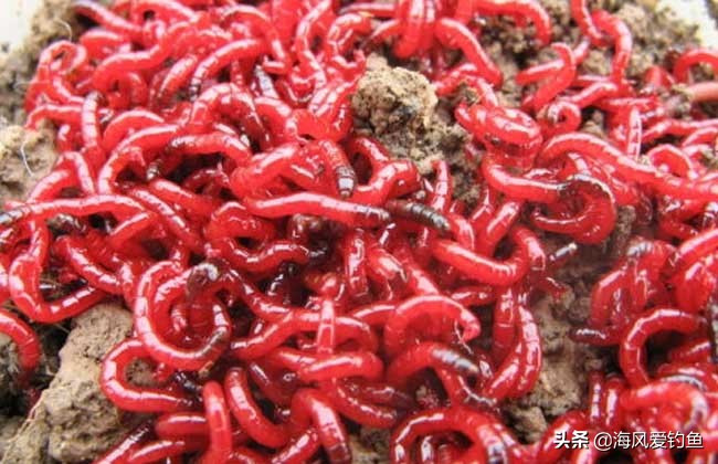 养殖的红虫有毒吗,钓鱼红虫到底有没有毒