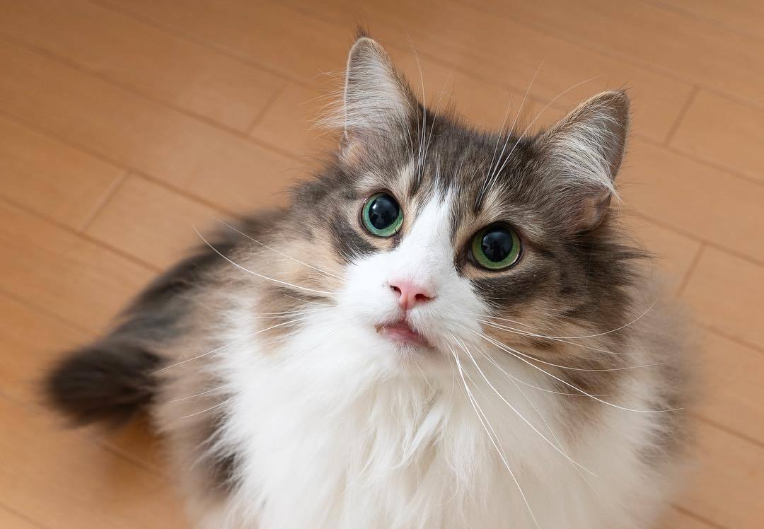 猫咪干眼症怎么治疗最有效,猫咪眼睛老是有干眼屎怎么办