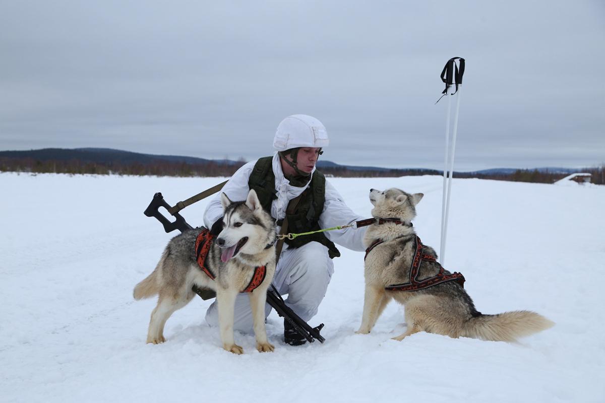 这才是哈士奇的正确打开方式：俄军北极摩步旅组建哈士奇雪橇犬队