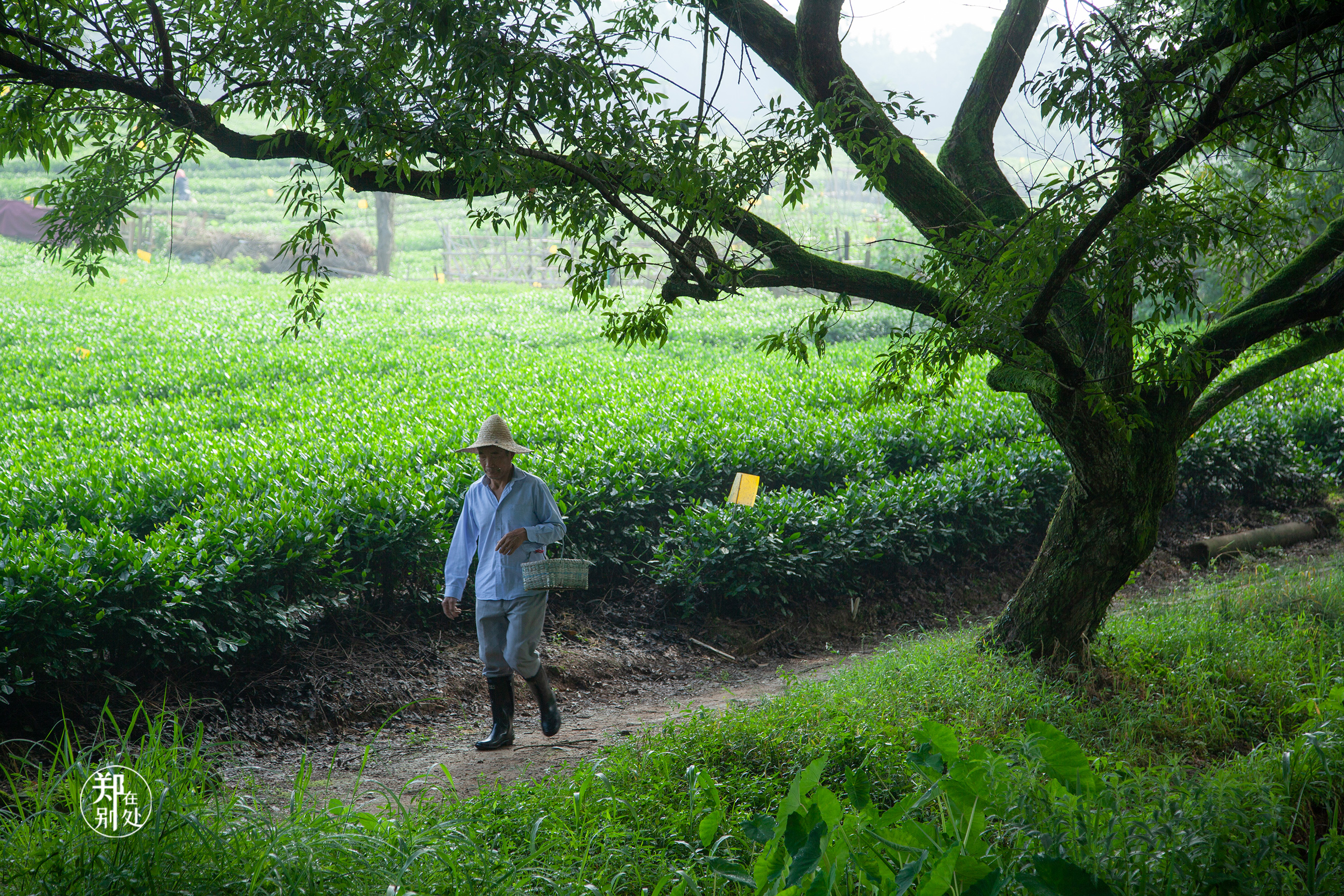 坐公交游杭州几路最好,杭州87路公交沿路风景