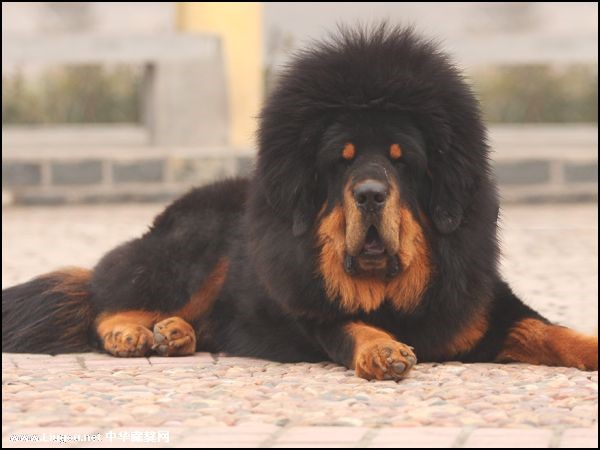 常见狗狗价格排行,狗狗价格以及品种大全