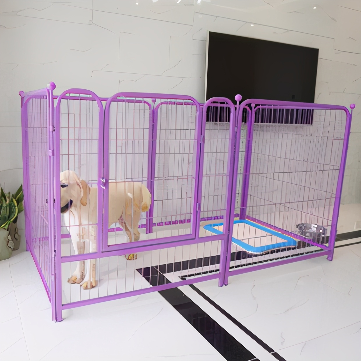 狗狗从来不在家拉尿突然尿家里了,狗狗尿呈红褐色的原因和治疗方法