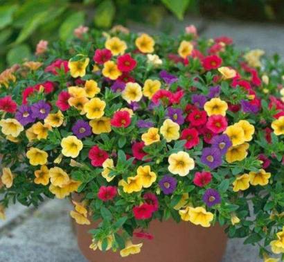 养花买土好不好,养花费钱