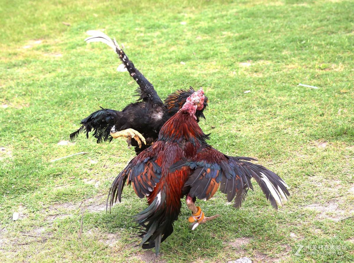 鸡眼初期到后期的照片,鸡眼各个阶段的图片