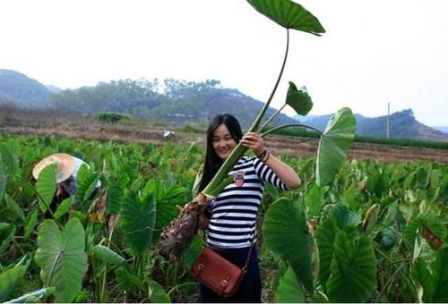 为什么农村大学生回老家创业,农村大学生出路在哪里