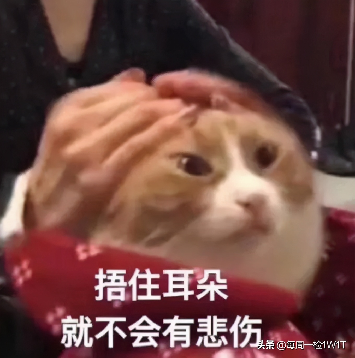 牛蛙检出禁用兽药吃了会怎么样,牛蛙检出禁用兽药警示