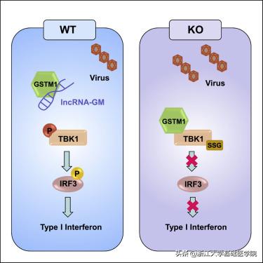曹雪涛谈免疫药,曹雪涛抗击新冠病毒
